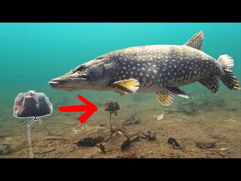 Видео: ЛУЧШИЙ способ поймать щуку (на мертвую приманку)