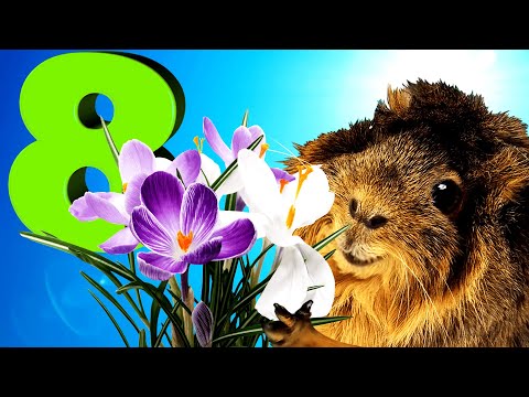 Видео: Поздравления с 8 Марта от Свинки Кузи