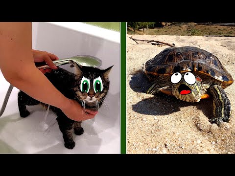 Видео: Черепаха Саймон — впервые НА РЕЧКЕ, а Кот Бакс под ДУШЕМ! | Like Pets