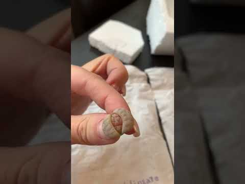 Видео: Литопсы/ Lithops. Первое знакомство со 2-й партией литопсов. 17.01.2022