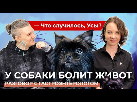 Видео: У собаки болит живот. Разговор с гастроэнтерологом