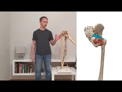 Видео: Ходьба. Как слабость ягодичной утомляет грушевидную