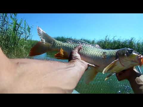 Видео: Трофейный карп на кивок. Вторая часть.