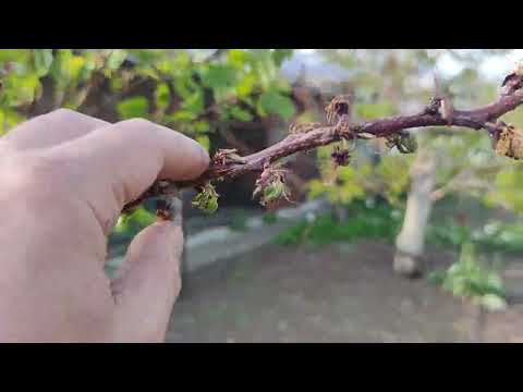 Видео: Видеодневник. Формировал абрикосы.1.04.25-15.07.25г.Что получилось.Часть3.