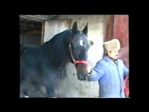Видео: Цыганский Фермер и Коневод Часть 2 💥💥💥💥💪💪💪💪
