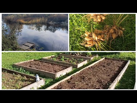 Видео: Капуста с ноготок😂Георгины, хризантемы,😘 дачный движ🍁