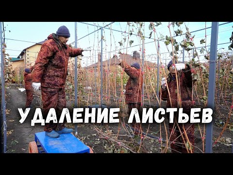 Видео: Подготовка кустов винограда к обрезке - удаление листьев🍁