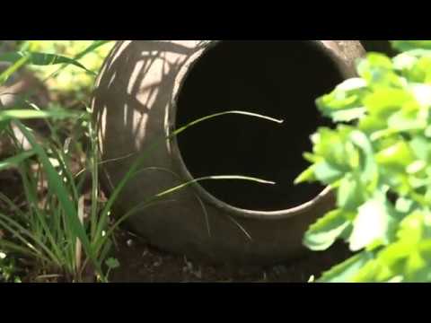 Видео: Цветы и декор. Садовый цветник из кувшина