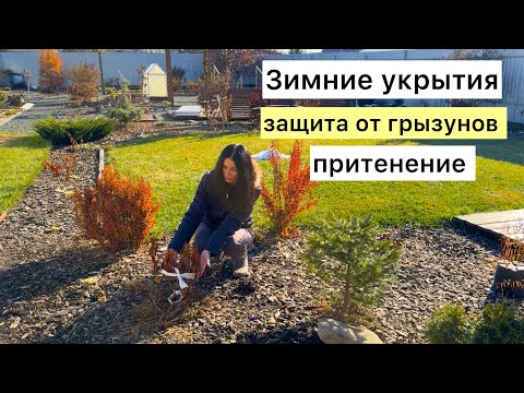 Видео: Отправляю сад на ЗИМОВКУ! Защищаю от мышей!