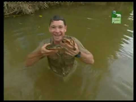 Видео: Стив Ирвин: Охотник за крокодилами. Облачные джунгли