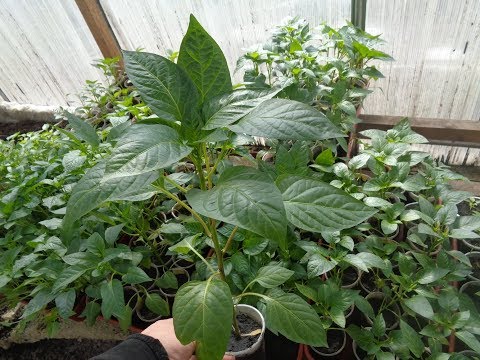 Видео: СЛАДКИЙ ПЕРЕЦ  И ЕГО ОСОБЕННОСТИ. Ольга Чернова.