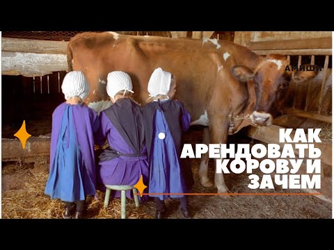 Видео: АМИШИ. ‼️‼️ ЭКСКЛЮЗИВНО ‼️‼️ Корова в аренду. ЗАЧЕМ????