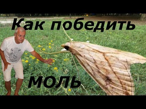 Видео: По совету пасечника, - как уберечься от восковой моли?