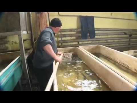 Видео: КАРМАНОВСКИЙ ОСЕТР (МНМ)