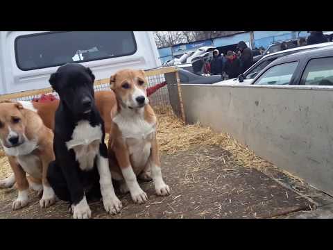 Видео: ИТ БАЗАР БИШКЕК ПАРОДЫ НОМЕРА ХОЗЯЕВА СОБАЧИЙ РЫНОК