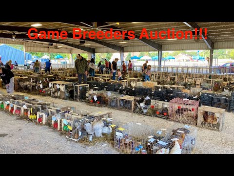 Видео: Аукцион диких животных!!! Редкие птицы и домашняя птица! Осень 2025. Часть 1