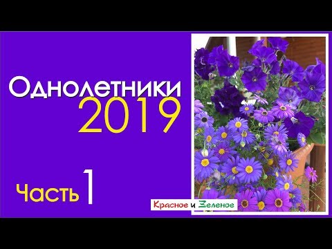 Видео: Что посеем в новом сезоне? Петунии и их компаньоны. Однолетники для тени.