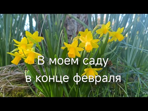 Видео: Что посадила, что взошло. Какие планы.