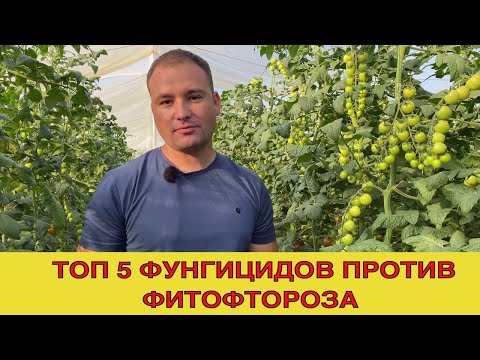 Видео: Топ 5 фунгицидов против фитофтороза