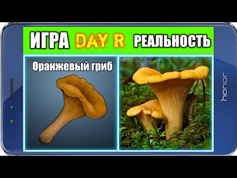 Видео: Day R ВЕЩИ И ИХ АНАЛОГИ В РЕАЛЬНОЙ ЖИЗНИ #2