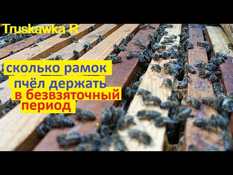 Видео: #Пчёлы. Сколько рамок пчёл должна быть семья пчёл на пасеке, если нет взятка.