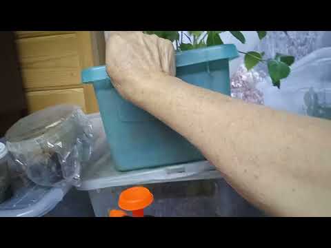 Видео: ОТВЕТ  НА  ВОПРОС - КАК  СОХРАНИТЬ  ЧЕРЕНКИ  КЛЕМАТИСОВ, КНЯЖИКОВ? 