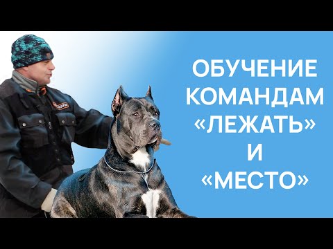 Видео: Команда ЛЕЖАТЬ - Команда МЕСТО - Тренировка с собакой - Занятие с кинологом