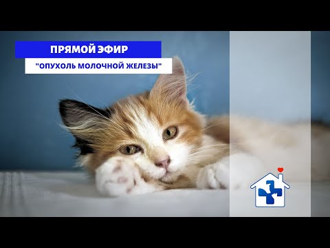 Видео: Прямой эфир с онкологом - "Опухоль молочной железы"