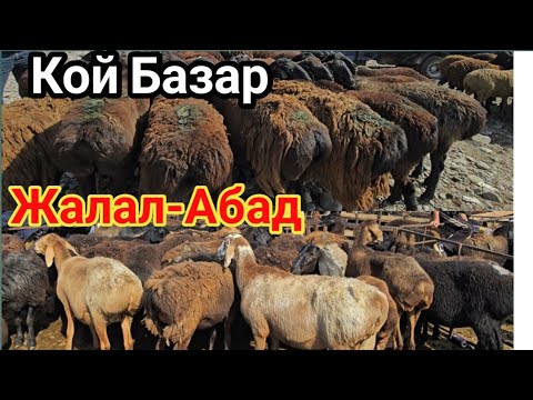 Видео: Кой Базар Жалал-Абад 