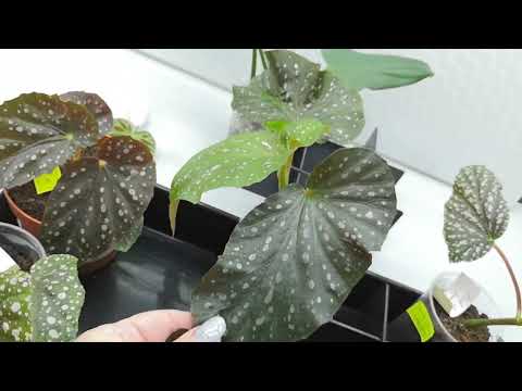 Видео: Хомяк не спит! Прикупила кейн бегонии. #бегония #комнатныерастения