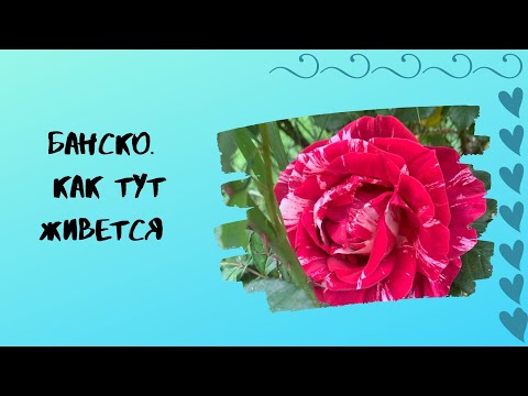 Видео: Банско Как Тут Живется