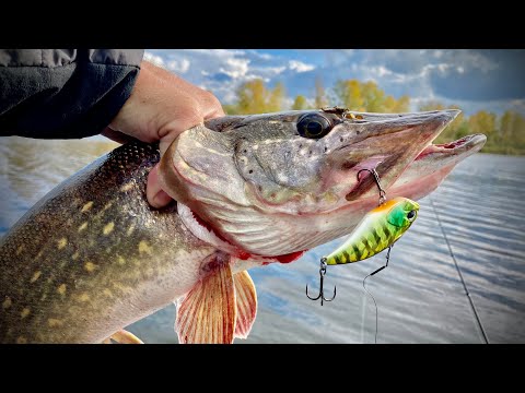 Видео: ЖОР ЩУКИ НАЧАЛСЯ!!!