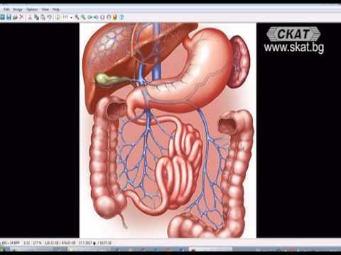 Видео: Академия ЗдравОсловно: Дискинезия на жлъчните пътища