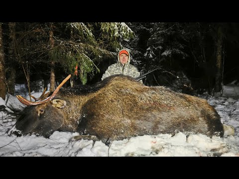 Видео: Охота НА ЛОСЯ💥 ЗАКРЫТИЕ сезона 2024