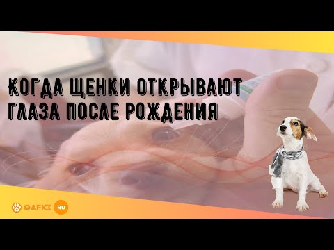 Видео: Когда щенки открывают глаза после рождения