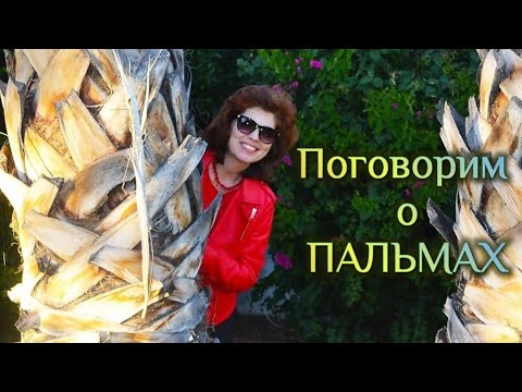 Видео: 🧚 ПАЛЬМА ВАШИНГТОНИЯ: Виды / Содержание в квартире / Как выглядит в открытом грунте 🌴