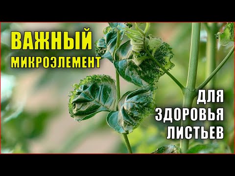 Видео: Деформированные листья. Болезнь, или нехватка элементов питания, признаки нехватки кальция, кампсис