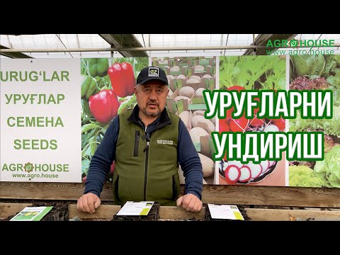 Видео: Уруғларни ундириш (помидор, бодринг, булғори, бақлажон) #помидор #огурцы #агро #семена