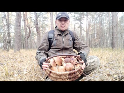 Видео: ГРИБНЕ ПОЛЮВАННЯ 25.10.2024Р. СЬОГОДНІ КРАЩЕ НІЖ УЧОРА, БІЛЯКИ У КОШИКУ...