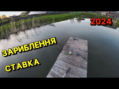 Видео: Відпочинок з сім'єю, біля власного ставка. Купуємо коропа і зариблюємо ставок. 2024р.