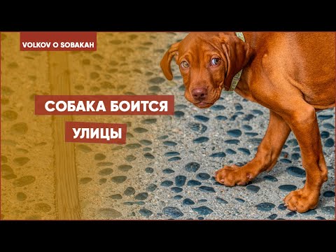 Видео: Собака боится выходить на улицу...Щенок боится улицы что делать? Почему щенок боится гулять? Кинолог