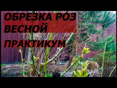 Видео: Весенняя обрезка роз. Техника и практика, как обрезать розы.