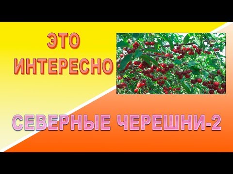 Видео: Это интересно Северные черешни-2