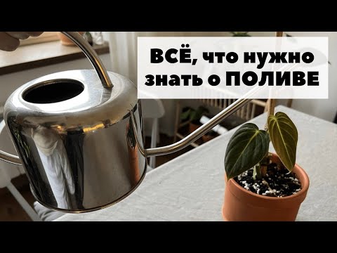Видео: Как поливать комнатные растения?
