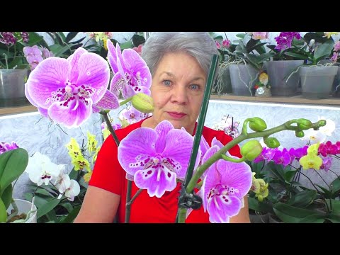 Видео: Видео обо всём и сразу😊 - лампы и фитолампы, орхидея Ванда, цветение орхидей...