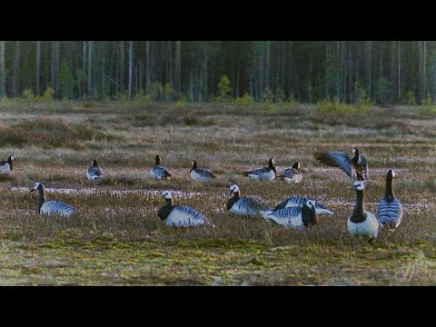 Видео: ОХОТА НА ГУСЯ 2023! ТАКОГО ВАМ ОХОТНИКИ НЕ ПОКАЖУТ!!! #охота