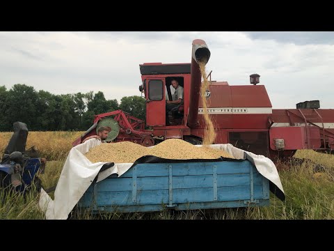 Видео: Збираємо врожай гороху по цілині та без добрив. Комбайн Massey Ferguson-487