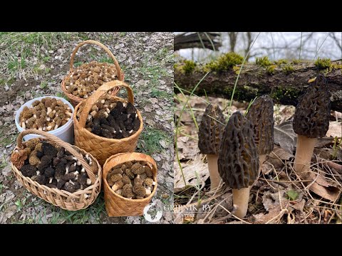 Видео: ЭТИ ГРИБЫ В РАЦИОНЕ КОРОЛЕВЫ БРИТАНИИ! СМОРЧКИ, СМОРЧКОВАЯ ШАПОЧКА! Открытие грибного сезона 2022
