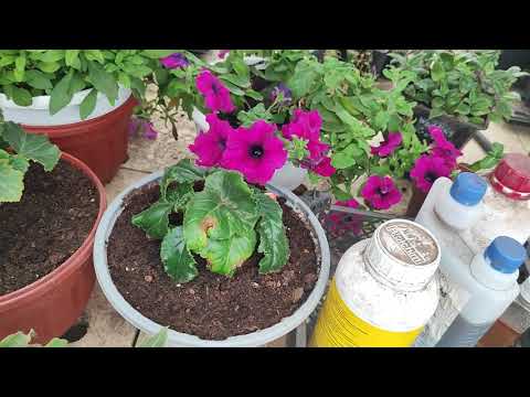 Видео: Обзор теплицы
