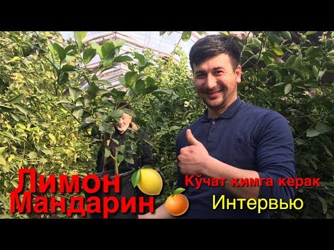 Видео: ЛИМОН ВА МАНДАРИН БИЗНЕСИ.Кўчат йетиштириш усули ОХИРИГАЧА КУРИНГ